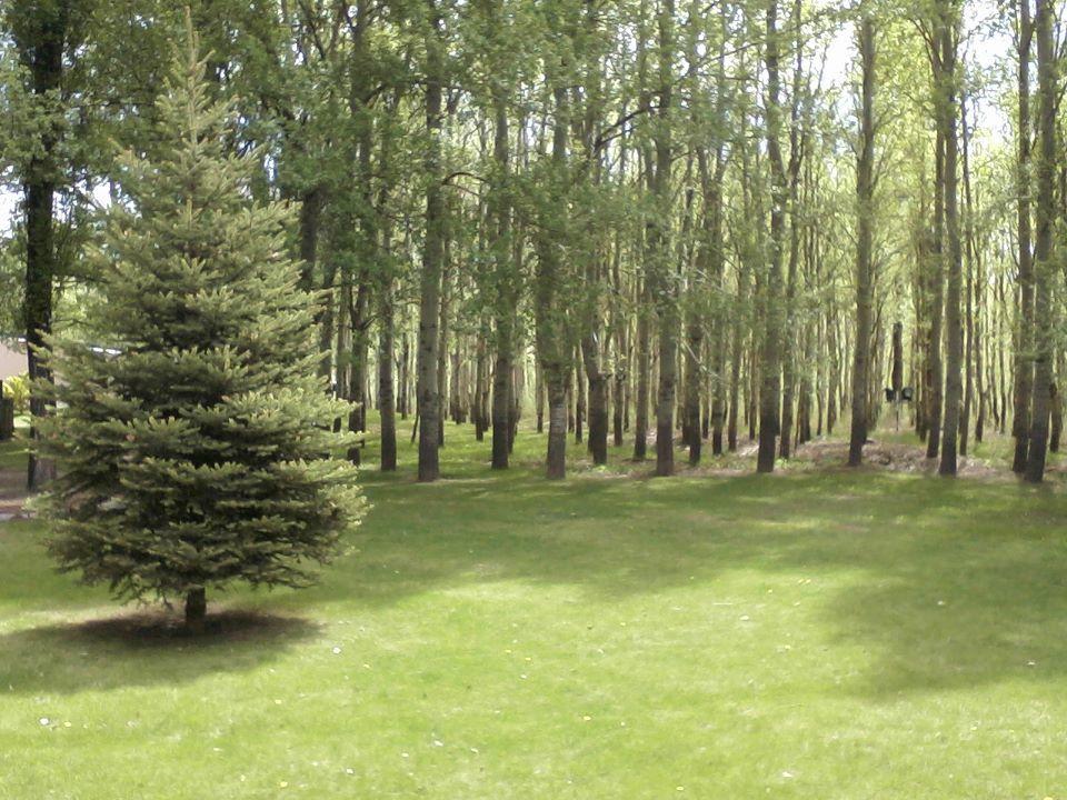 Terrazas En El Bosque Cabanas Malargüe エクステリア 写真